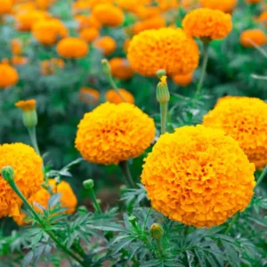 4 Plants of Mix Marigold Live Plants, Orange Yellow Marigold Plants Live, 4 to 8 Inc Tall, Marigold Flowers Live Plants, 4 Inc Potted, Live Marigold Plants, Ready to Plant