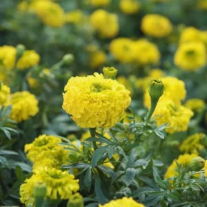 4 Plants of Mix Marigold Live Plants, Orange Yellow Marigold Plants Live, 4 to 8 Inc Tall, Marigold Flowers Live Plants, 4 Inc Potted, Live Marigold Plants, Ready to Plant