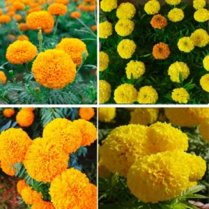 4 Plants of Mix Marigold Live Plants, Orange Yellow Marigold Plants Live, 4 to 8 Inc Tall, Marigold Flowers Live Plants, 4 Inc Potted, Live Marigold Plants, Ready to Plant