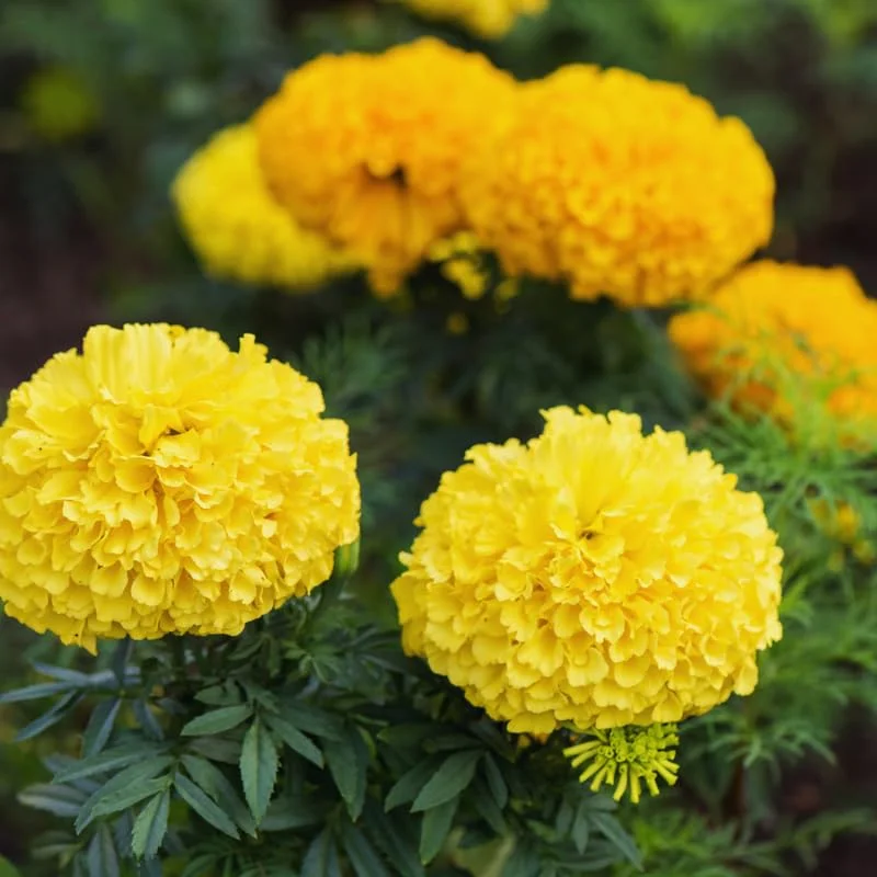 4 Yellow Marigold Live Plants, Marigold Plants Live Potted, 4 Inc Pot, Marigold Flowers Live Plants, between 4 and 8 Inches Long, Live Marigold Plants, Easy to Plant, Marigold Flower Plants