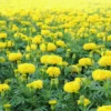 4 Yellow Marigold Live Plants, Marigold Plants Live Potted, 4 Inc Pot, Marigold Flowers Live Plants, between 4 and 8 Inches Long, Live Marigold Plants, Easy to Plant, Marigold Flower Plants