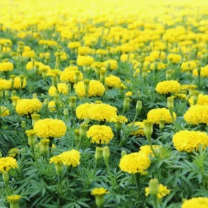 4 Yellow Marigold Live Plants, Marigold Plants Live Potted, 4 Inc Pot, Marigold Flowers Live Plants, between 4 and 8 Inches Long, Live Marigold Plants, Easy to Plant, Marigold Flower Plants