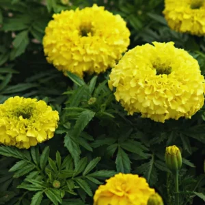 4 Yellow Marigold Live Plants, Marigold Plants Live Potted, 4 Inc Pot, Marigold Flowers Live Plants, between 4 and 8 Inches Long, Live Marigold Plants, Easy to Plant, Marigold Flower Plants