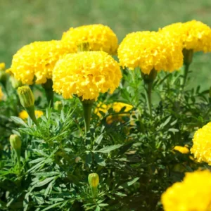 4 Yellow Marigold Live Plants, Marigold Plants Live Potted, 4 Inc Pot, Marigold Flowers Live Plants, between 4 and 8 Inches Long, Live Marigold Plants, Easy to Plant, Marigold Flower Plants