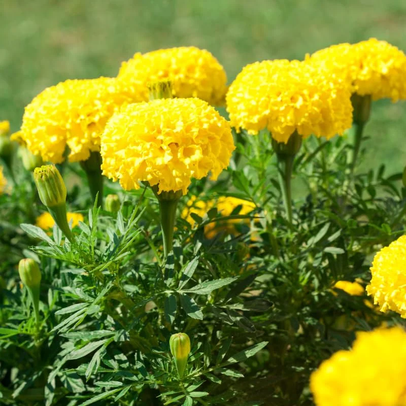 4 Yellow Marigold Live Plants, Marigold Plants Live Potted, 4 Inc Pot, Marigold Flowers Live Plants, between 4 and 8 Inches Long, Live Marigold Plants, Easy to Plant, Marigold Flower Plants