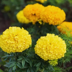 Pack 4 Marigold Live Plants, Yellow Marigold Plants Pot, 4 to 8 Inches in Height, Marigold Flowers Live Plants, 4 Inc Potted, Live Marigold Plants