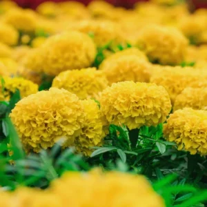 Pack 4 Marigold Live Plants, Yellow Marigold Plants Pot, 4 to 8 Inches in Height, Marigold Flowers Live Plants, 4 Inc Potted, Live Marigold Plants