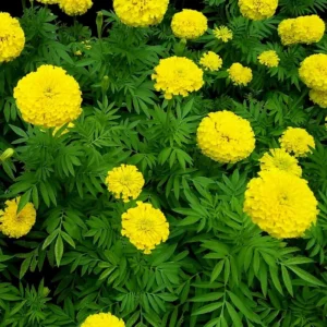Pack 4 Marigold Live Plants, Yellow Marigold Plants Pot, 4 to 8 Inches in Height, Marigold Flowers Live Plants, 4 Inc Potted, Live Marigold Plants