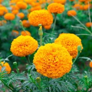 Pack 3 Marigold Live Plants, Orange Marigold Plants Live