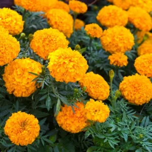 Pack 3 Marigold Live Plants, Orange Marigold Plants Live