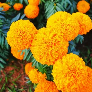 4 Orange Marigold Plants Live, Starter Plants, Marigold Flowers Live Plants