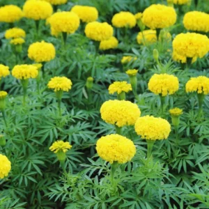 Pack 4 Marigold Plants, Yellow Marigold Live Plants, from 4 to 8 Inches in Height, Marigold Plants Live Potted, Marigold Flowers Live Plants, 4 Inc Potted, Live Marigold Plants, Ready to Plant