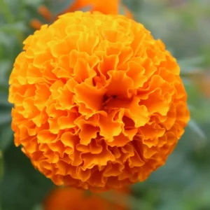 4 Marigold Plants, Orange Marigold Live Plants, Marigold Plants Live Potted, Marigold Flowers Live Plants, 4 Inc Potted, Live Marigold Plants, 4 to 7 Inc Tall