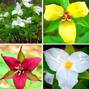 10 Trillium Roots, Mix Trillium Bulbs, Trillium Flower Bulbs, Yellow Red White Trillium Flower Bulbs for Gardening, Large Roots