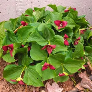 10 Mix Trillium Roots, Trillium Flower Bulbs, Yellow Red White Trillium Flower Bulbs, Trillium Bulbs, Large Roots, Ready to Plant