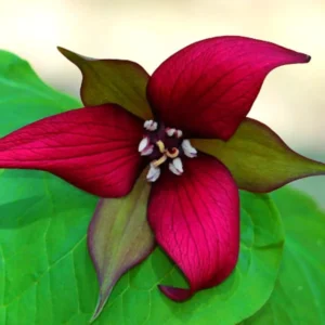 10 Mix Trillium Roots, Trillium Flower Bulbs, Yellow Red White Trillium Flower Bulbs, Trillium Bulbs, Large Roots, Ready to Plant