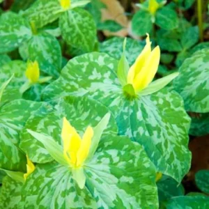 10 Mix Trillium Roots, Trillium Flower Bulbs, Yellow Red White Trillium Flower Bulbs, Trillium Bulbs, Large Roots, Ready to Plant