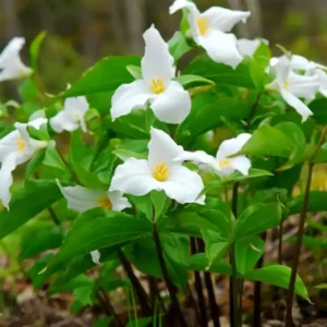 20 Trillium Roots, Mix Trillium Bulbs, Trillium Flower Bulbs, Yellow Red White Trillium Flower Bulbs for Gardening, Large Roots, Easy to Plant