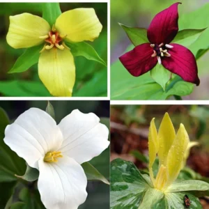 20 Trillium Roots, Mix Trillium Bulbs, Trillium Flower Bulbs, Yellow Red White Trillium Flower Bulbs for Gardening, Large Roots, Easy to Plant