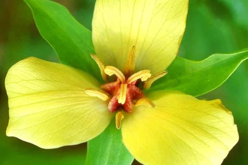 Set of 20 Mix Trillium Roots, Trillium Flower Bulbs, Yellow Red White Trillium Flower Bulbs, Trillium Bulbs, Large Roots, Ready to Plant