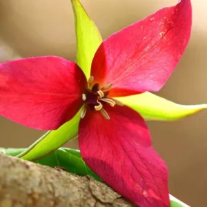 Set of 20 Mix Trillium Roots, Trillium Flower Bulbs, Yellow Red White Trillium Flower Bulbs, Trillium Bulbs, Large Roots, Ready to Plant