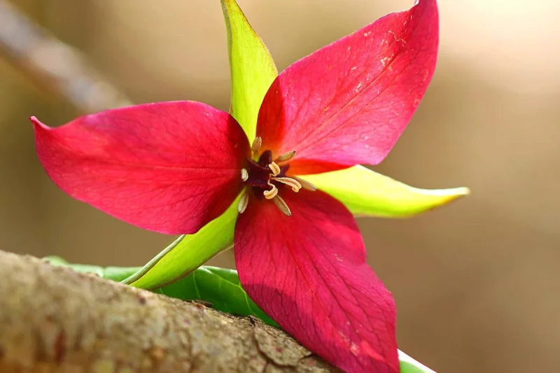 Set of 20 Mix Trillium Roots, Trillium Flower Bulbs, Yellow Red White Trillium Flower Bulbs, Trillium Bulbs, Large Roots, Ready to Plant