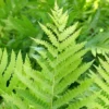 20 Cinnamon Fern Plants Live, Fern Live Plants Indoor, 4 to 7 Inches Tall, 20 Bare Roots, Ferns Live Plants Outdoor