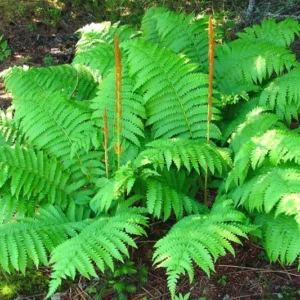 10 Fern Live Plants Indoor, Cinnamon Fern Plants Live, 4 to 6 Inches Tall, Ferns Live Plants Outdoor, 10 Bare Roots, Ready to Plant