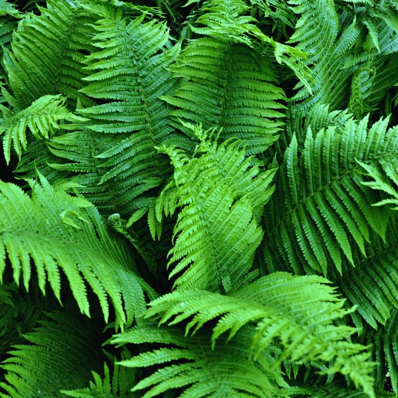 10 Fern Live Plants Indoor, Lady Fern Plants Live, 4 to 6 Inches Tall, Ferns Live Plants Outdoor, 10 Bare Roots, Ready to Plant