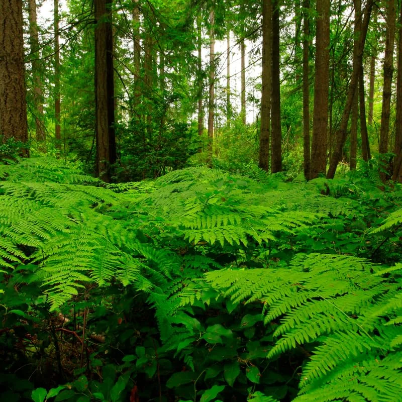 10 Fern Live Plants Indoor, Lady Fern Plants Live, 4 to 6 Inches Tall, Ferns Live Plants Outdoor, 10 Bare Roots, Ready to Plant