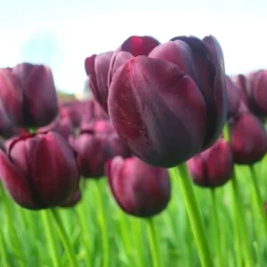 25 Mix Tulip Bulbs for Fall Planting, Tulip Flower Bulbs, Large Bulbs, Tulip Bulbs for Growing Indoor Outdoor