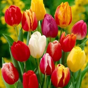 Mix Tulip Bulbs for Fall Planting, 25 Tulip Flower Bulbs, Large Bulbs, Tulip Bulbs for Growing Gardening