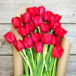 25 Mix Tulip Bulbs for Fall Planting, Tulip Flower Bulbs, Large Bulbs, Tulip Bulbs for Growing Indoor Outdoor