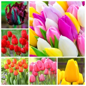 25 Mix Tulip Bulbs for Fall Planting, Tulip Flower Bulbs, Large Bulbs, Tulip Bulbs for Growing Indoor Outdoor