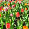 Mix Tulip Bulbs for Fall Planting, 25 Tulip Flower Bulbs, Large Bulbs, Tulip Bulbs for Growing Gardening