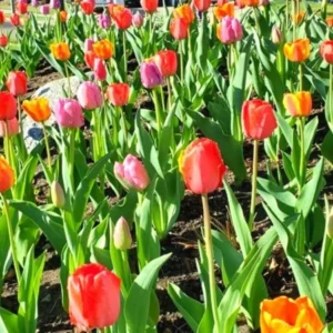 Mix Tulip Bulbs for Fall Planting, 25 Tulip Flower Bulbs, Large Bulbs, Tulip Bulbs for Growing Gardening