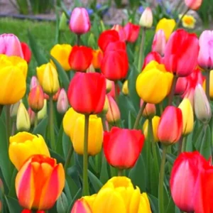Mix Tulip Bulbs for Fall Planting, 25 Tulip Flower Bulbs, Large Bulbs, Tulip Bulbs for Growing Gardening