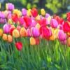 25 Assorted Tulip Bulbs for Fall, Tulip Bulb, Tulip Flower Bulbs, Large Bulbs, Tulip Bulbs for Gardening Outdoors Indoors, Easy to Plant