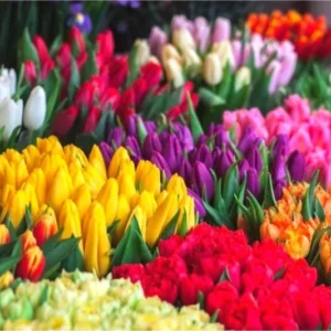 25 Assorted Tulip Bulbs for Fall, Tulip Bulb, Tulip Flower Bulbs, Large Bulbs, Tulip Bulbs for Gardening Outdoors Indoors, Easy to Plant