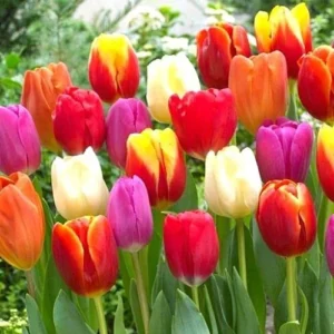 25 Mix Tulip Bulbs for Fall Planting, Tulip Flower Bulbs, Large Bulbs, Tulip Bulbs for Growing Indoor Outdoor