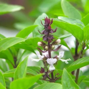 2 Sweet Basil Plants, Basil Live Plants, 3 to 5 Inches Long, Live Basil Plants, Basil Plant Live, Herb Plant Live Indoor Outdoor