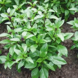 2 Sweet Basil Plants, Basil Live Plants, 3 to 5 Inches Long, Live Basil Plants, Basil Plant Live, Herb Plant Live Indoor Outdoor