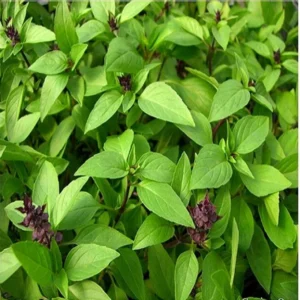Basil Plants Live, 2 Sweet Basil Plants, Live Basil Plants, Basil Live Plants, 3 to 5 Inches Long, Basil Plant Live
