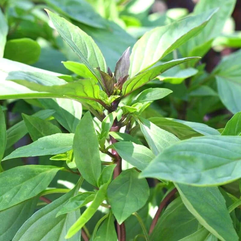 2 Plants of Sweet Basil Plants, Basil Live Plants, 3 to 6 Inches In Height, Live Basil Plants, Basil Plants Live Indoor Outdoor, Herb Plants Live, 2 Plants