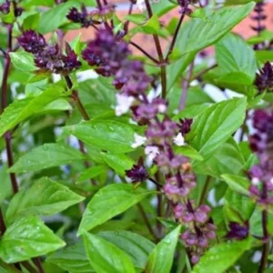2 Plants of Sweet Basil Plants, Basil Live Plants, 3 to 6 Inches In Height, Live Basil Plants, Basil Plants Live Indoor Outdoor, Herb Plants Live, 2 Plants