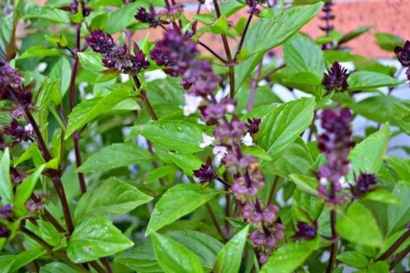 2 Plants of Sweet Basil Plants, Basil Live Plants, 3 to 6 Inches In Height, Live Basil Plants, Basil Plants Live Indoor Outdoor, Herb Plants Live, 2 Plants