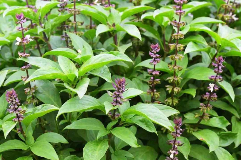 2 Plants of Sweet Basil Plants, Basil Live Plants, 3 to 6 Inches In Height, Live Basil Plants, Basil Plants Live Indoor Outdoor, Herb Plants Live, 2 Plants