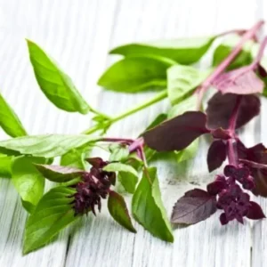 2 Plants of Sweet Basil Plants, Basil Live Plants, 3 to 6 Inches In Height, Live Basil Plants, Basil Plants Live Indoor Outdoor, Herb Plants Live, 2 Plants