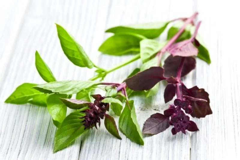 2 Plants of Sweet Basil Plants, Basil Live Plants, 3 to 6 Inches In Height, Live Basil Plants, Basil Plants Live Indoor Outdoor, Herb Plants Live, 2 Plants