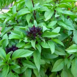 Set of 2 Basil Plants Live, Sweet Basil Plants, Live Basil Plants, Basil Live Plants, 4 to 6 Inches Long, Basil Plant Live, Live Herb Plant, Ready to Plant